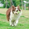 imageSTAR WARS for Pets Plush Yoda Rope Frisbee Dog Toy  Green Fetch Toys for Dogs  Plush Dog Toy Chew Dog Toy Squeaky Dog Toy Officially Licensed fromYoda Flattie