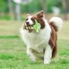 imageSTAR WARS for Pets Plush Yoda Rope Frisbee Dog Toy  Green Fetch Toys for Dogs  Plush Dog Toy Chew Dog Toy Squeaky Dog Toy Officially Licensed fromYoda Flattie
