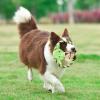 imageSTAR WARS for Pets Plush Yoda Rope Frisbee Dog Toy  Green Fetch Toys for Dogs  Plush Dog Toy Chew Dog Toy Squeaky Dog Toy Officially Licensed fromYoda Rope Frisbee
