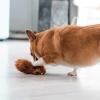 imageSTAR WARS Fetch for Pets Chewbacca Plush Figure Squeaker Dog Toy MediumChewbacca Flattie