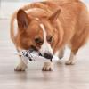 imageStar Wars for Pets Plush Storm Trooper Rope Frisbee Dog Toy  Fetch Toys for Dogs Dog Tug Toys  Cute and Soft Dog Toy from Official Star Wars for Pets Dog FrisbeeStorm Trooper Flattie