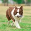 imageStar Wars for Pets Plush Storm Trooper Rope Frisbee Dog Toy  Fetch Toys for Dogs Dog Tug Toys  Cute and Soft Dog Toy from Official Star Wars for Pets Dog FrisbeeStorm Trooper Flattie