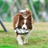 imageStar Wars for Pets Plush Storm Trooper Rope Frisbee Dog Toy  Fetch Toys for Dogs Dog Tug Toys  Cute and Soft Dog Toy from Official Star Wars for Pets Dog FrisbeeStorm Trooper Frisbee