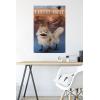 imageTrends International Star Wars Ahsoka  LothCat Wall Poster 34L x 224W Premium Unframed VersionPremium Unframed Version