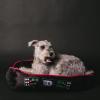 imageBuckleDown Dog Bed Star Wars Imperial Fleet Medium One SizeStar Wars Chewbacca