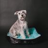 imageBuckleDown Dog Bed Star Wars Imperial Fleet Medium One SizeStar Wars Darth Vader