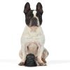 imageStar Wars for Pets Plush Darth Vader Figure Dog Toy  Soft Star Wars Squeaky Dog Toy  Large  Adorable Toys for All Dogs Official Dog Toy Product of Star Wars for PetsDarth Vader Rubber Head