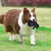 imageStar Wars for Pets Plush Darth Vader Figure Dog Toy  Soft Star Wars Squeaky Dog Toy  Large  Adorable Toys for All Dogs Official Dog Toy Product of Star Wars for PetsDarth Vader Flattie