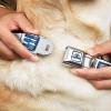 imageDog Collar Seatbelt Buckle Star Wars R2D2 Bounding Parts White Black Blue Gray Red 15 to 26 Inches 10 Inch WideMulti Color